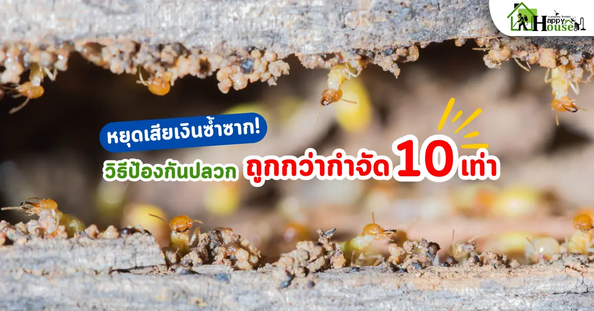 หยุดเสียเงินซ้ำซาก! วิธีป้องกันปลวกที่ถูกกว่ากำจัด 10 เท่า