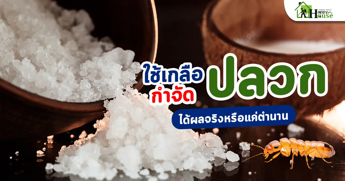 อย่าเพิ่งเทเกลือก่อนอ่านสิ่งนี้! ความจริงเรื่องเกลือกำจัดปลวก