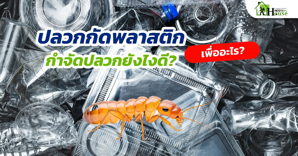 ปลวกกัดพลาสติกเพื่ออะไร? และจะกำจัดปลวกยังไงดี? ปลวกกัดพลาสติกเพื่ออะไร? และจะกำจัดปลวกยังไงดี?