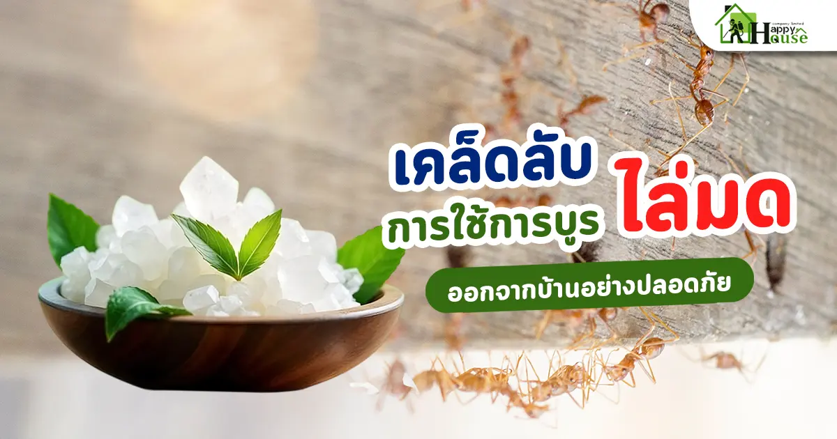 เคล็ดลับการใช้การบูรไล่มดในบ้านอย่างปลอดภัย