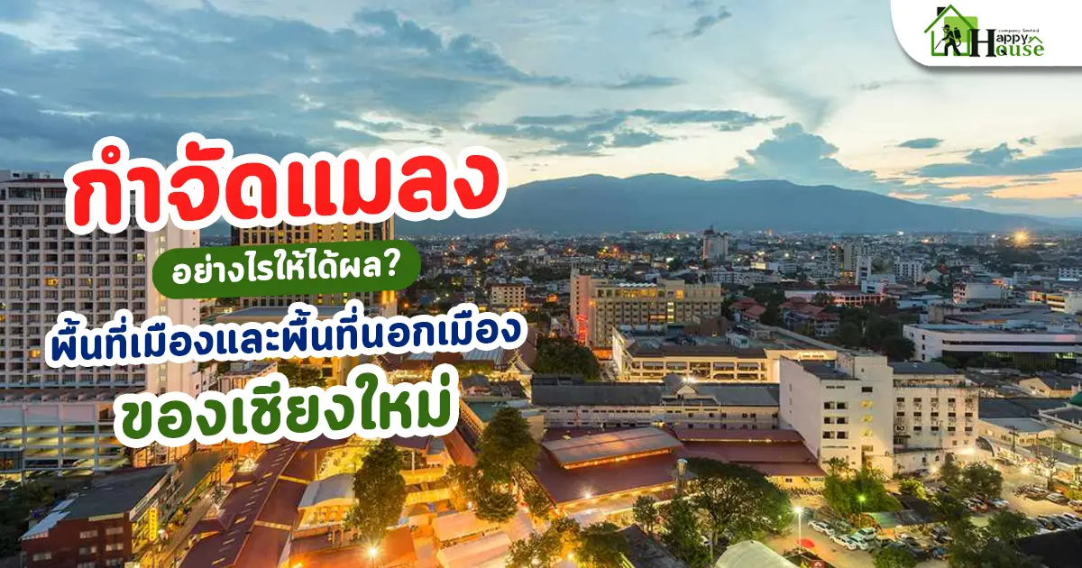 กำจัดแมลงอย่างไรให้ได้ผลในพื้นที่เมืองและพื้นที่นอกเมืองของเชียงใหม่