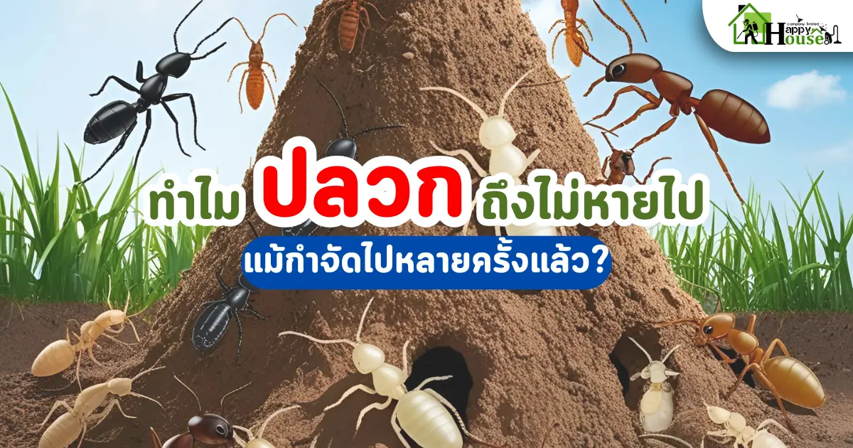 ทำไมปลวกถึงไม่หายไปแม้กำจัดไปหลายครั้งแล้ว? คำตอบจากผู้เชี่ยวชาญการกำจัดปลวก ทำไมปลวกถึงไม่หายไปแม้กำจัดไปหลายครั้งแล้ว? คำตอบจากผู้เชี่ยวชาญการกำจัดปลวก