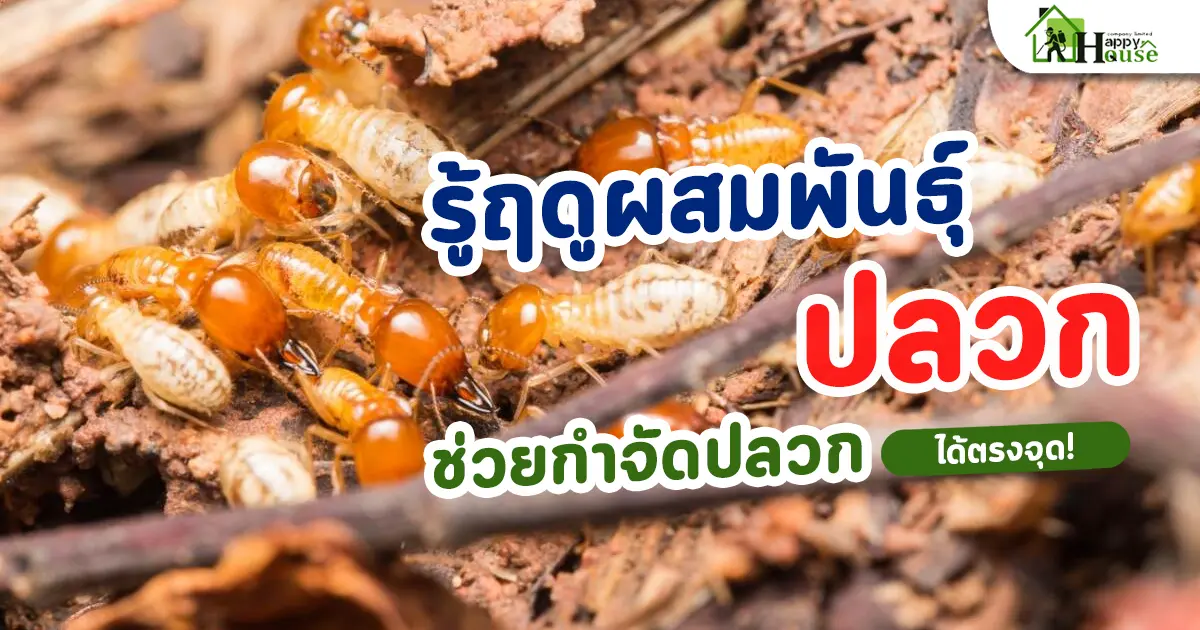 รู้ฤดูผสมพันธุ์ของปลวก ช่วยกำจัดปลวกได้ตรงจุด