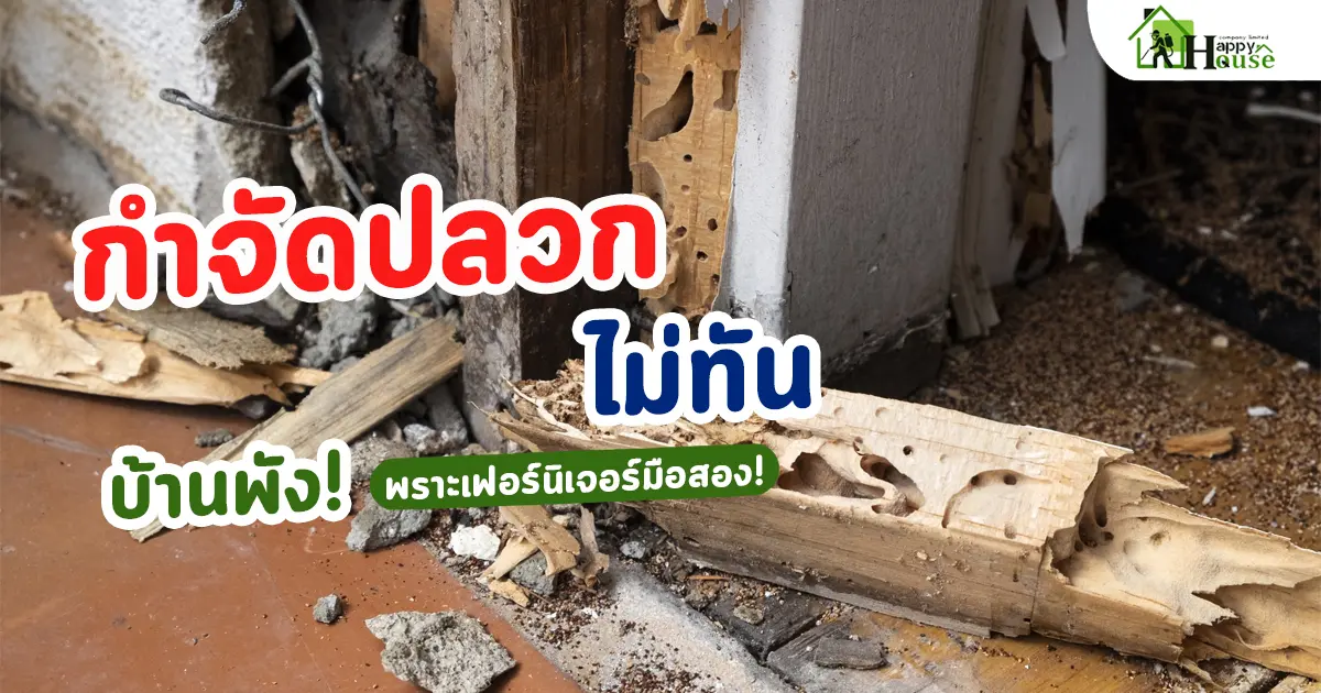 กำจัดปลวกไม่ทัน บ้านพังเพราะเฟอร์นิเจอร์มือสอง! กำจัดปลวกไม่ทัน บ้านพังเพราะเฟอร์นิเจอร์มือสอง!