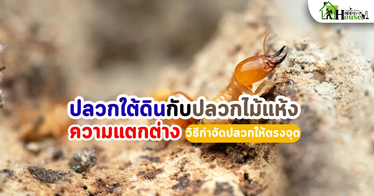 ความแตกต่างระหว่างปลวกใต้ดินกับปลวกไม้แห้ง พร้อมวิธีกำจัดปลวกให้ตรงจุด