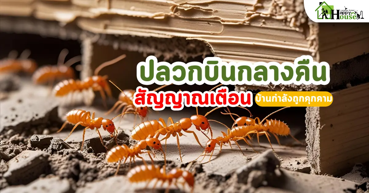 กำจัดปลวก ปลวกบินกลางคืนคือสัญญาณเตือนบ้านกำลังถูกคุกคาม