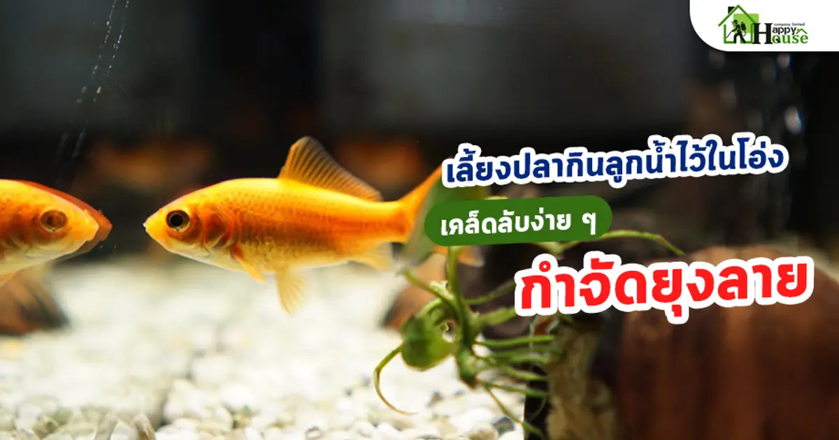 เลี้ยงปลากินลูกน้ำไว้ในโอ่ง เคล็ดลับง่าย ๆ กำจัดยุงลาย เลี้ยงปลากินลูกน้ำไว้ในโอ่ง เคล็ดลับง่าย ๆ กำจัดยุงลาย