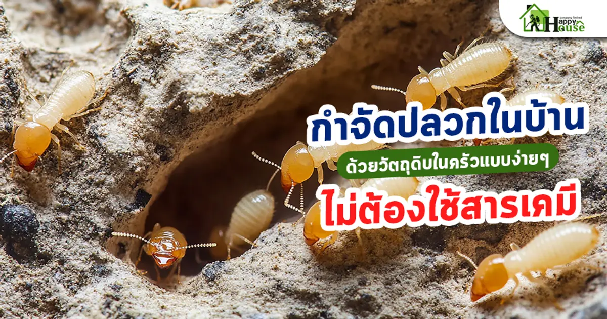 กำจัดปลวกในบ้านด้วยวัตถุดิบในครัวแบบง่ายๆ ไม่ต้องใช้สารเคมี กำจัดปลวกในบ้านด้วยวัตถุดิบในครัวแบบง่ายๆ ไม่ต้องใช้สารเคมี