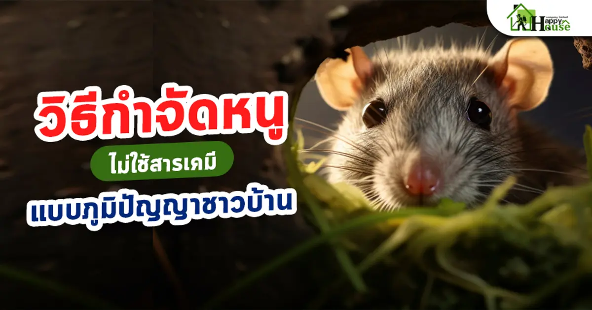 วิธีกำจัดหนูไม่ใช้สารเคมี แบบภูมิปัญญาชาวบ้าน วิธีกำจัดหนูไม่ใช้สารเคมี แบบภูมิปัญญาชาวบ้าน