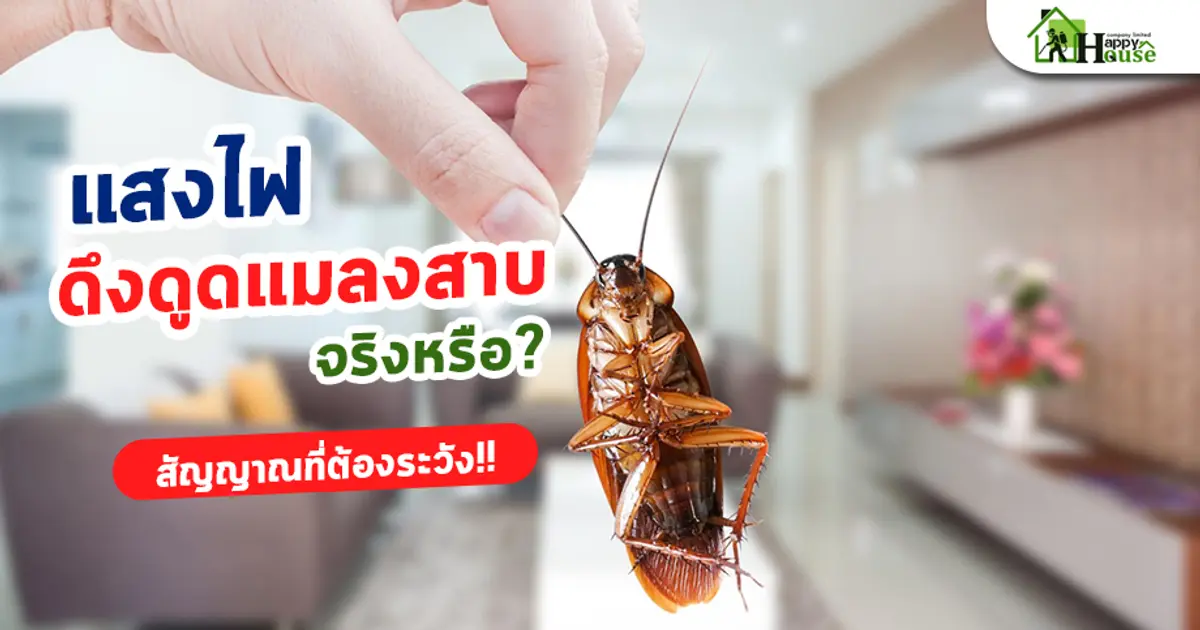 แสงไฟดึงดูดแมลงสาบจริงหรือ? สัญญาณที่ต้องระวัง
