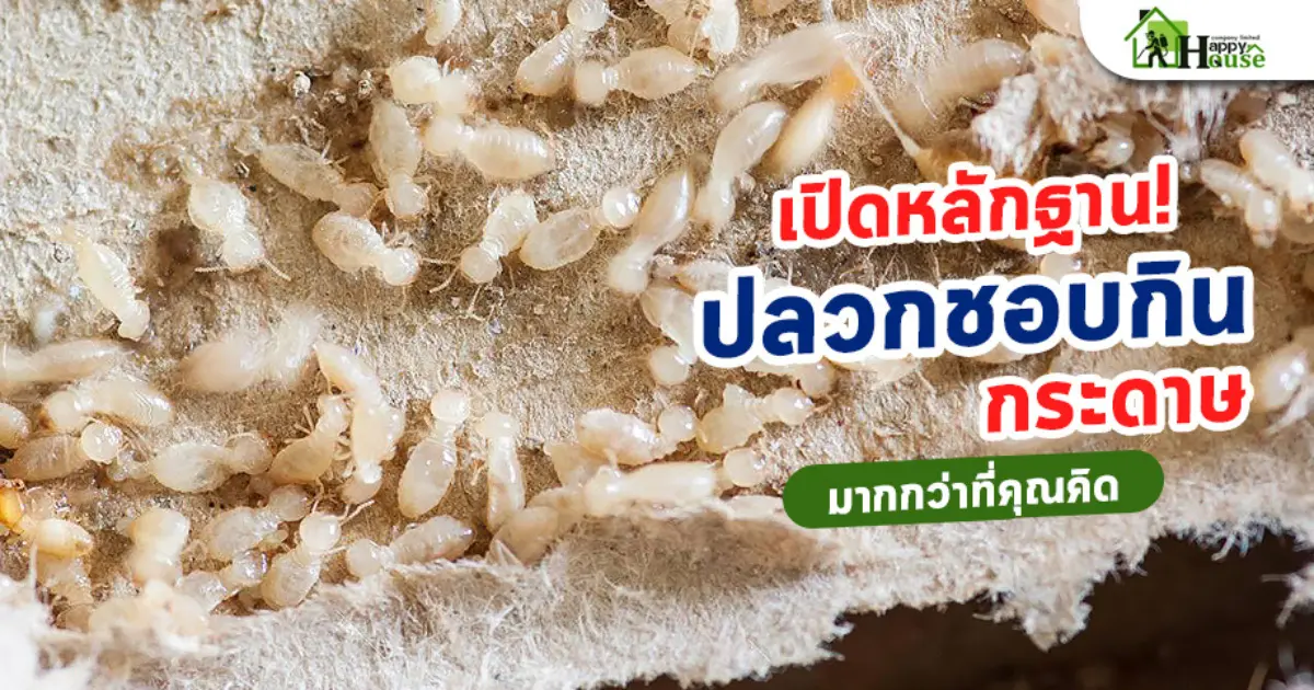 เปิดหลักฐาน! ปลวกชอบกินกระดาษมากกว่าที่คุณคิด