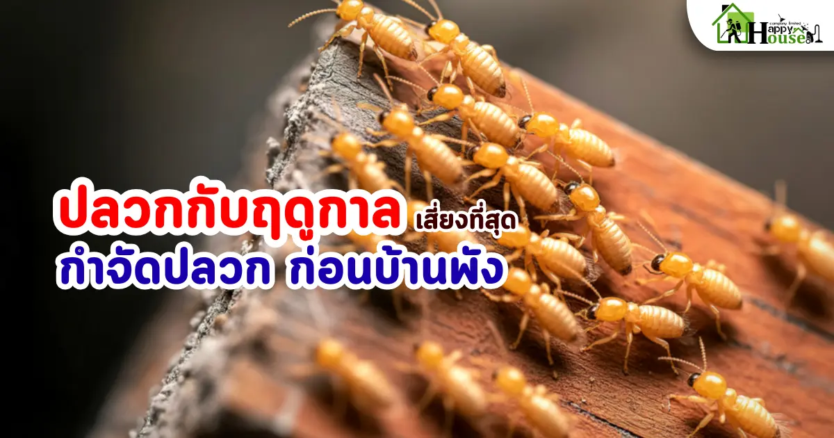 ปลวกกับฤดูกาล ช่วงไหนเสี่ยงที่สุด | กำจัดปลวก ก่อนบ้านพัง