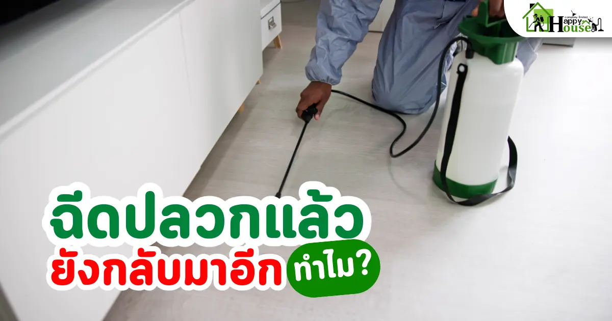 ฉีดปลวกแล้ว ยังกลับมาอีก ทำไม? กำจัดปลวก ให้ได้ผลจริง