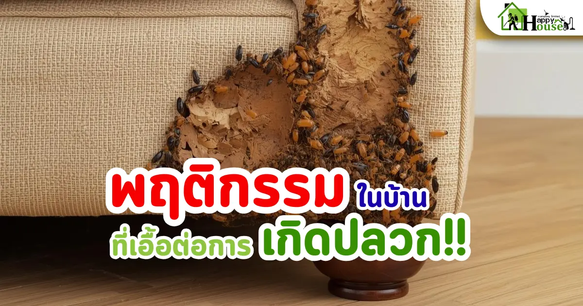 กำจัดปลวกเชียงใหม่ | พฤติกรรมในบ้านที่เอื้อต่อการเกิดปลวก