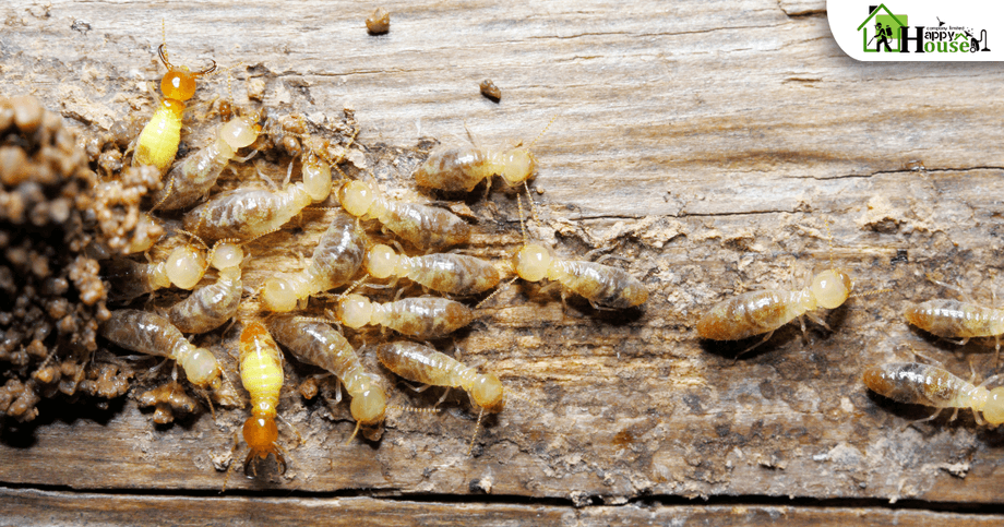 กำจัดปลวก