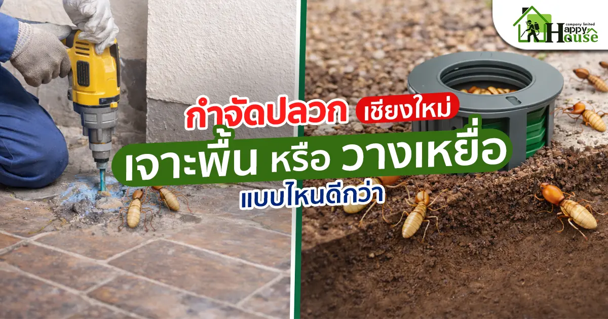 กำจัดปลวกเชียงใหม่ เจาะพื้นหรือวางเหยื่อ แบบไหนดีกว่า