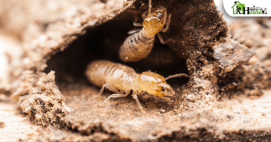 กำจัดปลวกเชียงใหม่