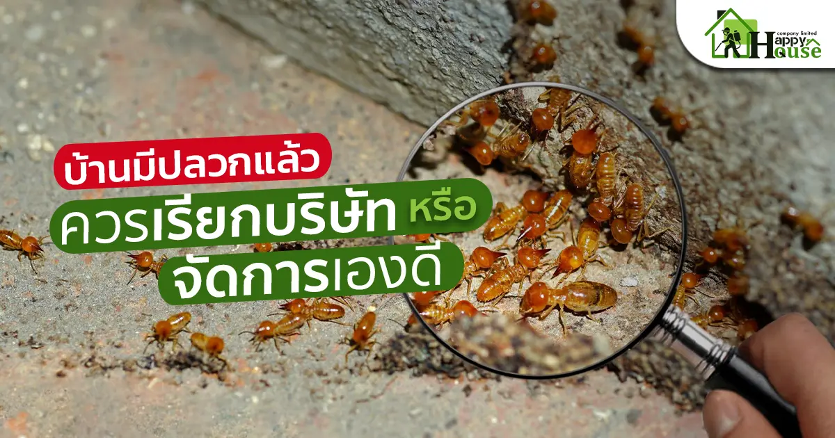 บ้านมีปลวกแล้ว ควรเรียกบริษัทกำจัดปลวก หรือจัดการเองดี