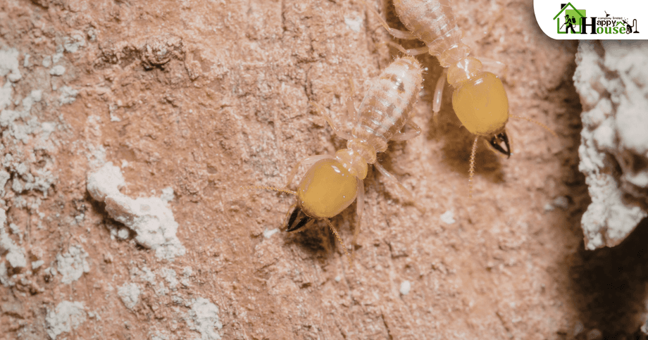 กำจัดปลวกเชียงใหม่