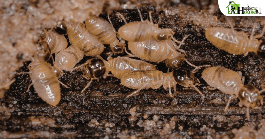   กำจัดปลวกเชียงใหม่