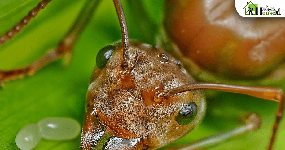 กำจัดปลวกเชียงใหม่
