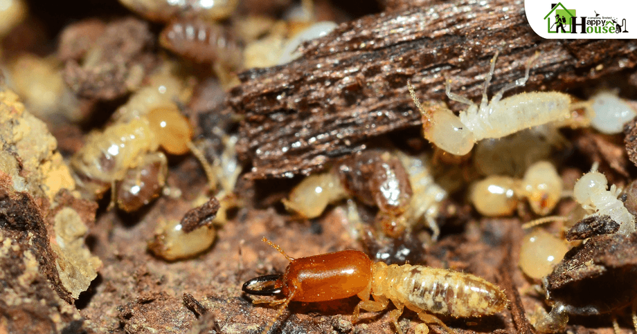 กำจัดปลวกเชียงใหม่