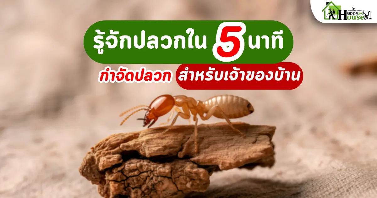 รู้จักปลวกใน 5 นาที – คู่มือกำจัดปลวกสำหรับเจ้าของบ้าน
