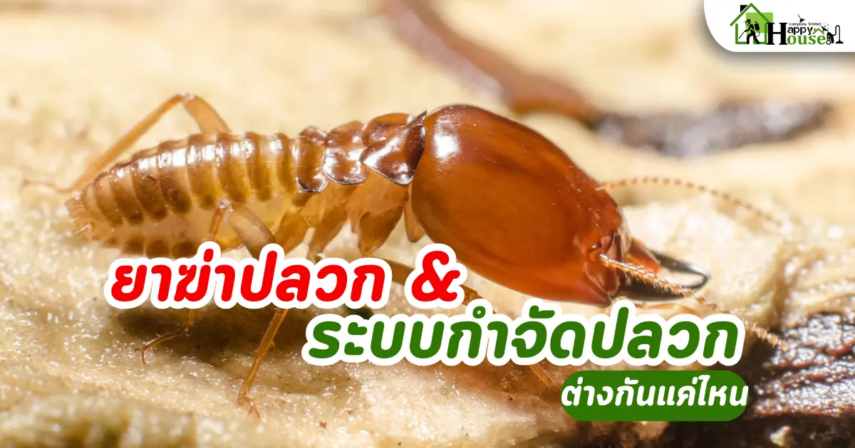 กำจัดปลวกเชียงใหม่: ยาฆ่าปลวกทั่วไป vs ระบบกำจัดปลวก ต่างกันแค่ไหน?