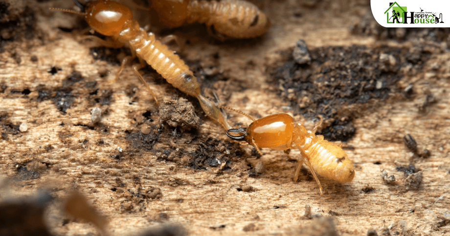 กำจัดปลวก