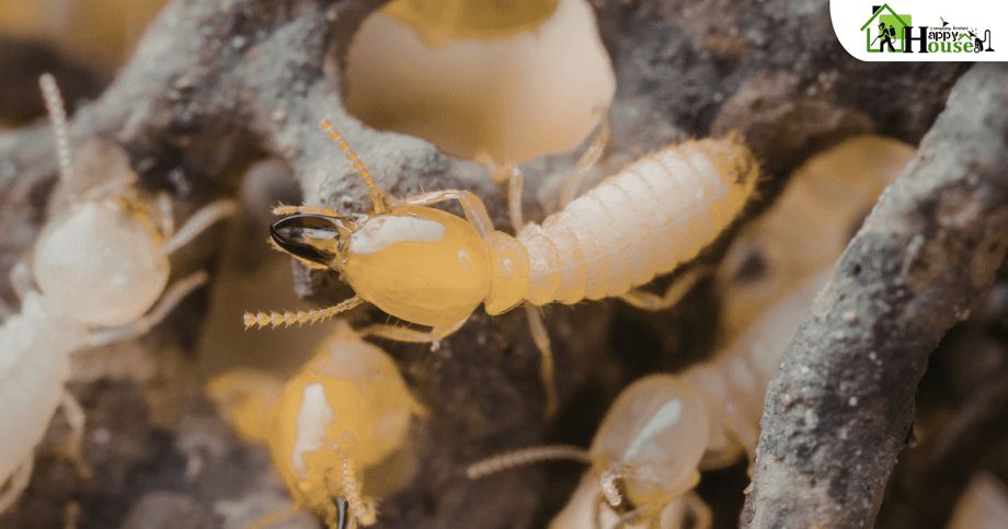 กำจัดปลกเชียงใหม่