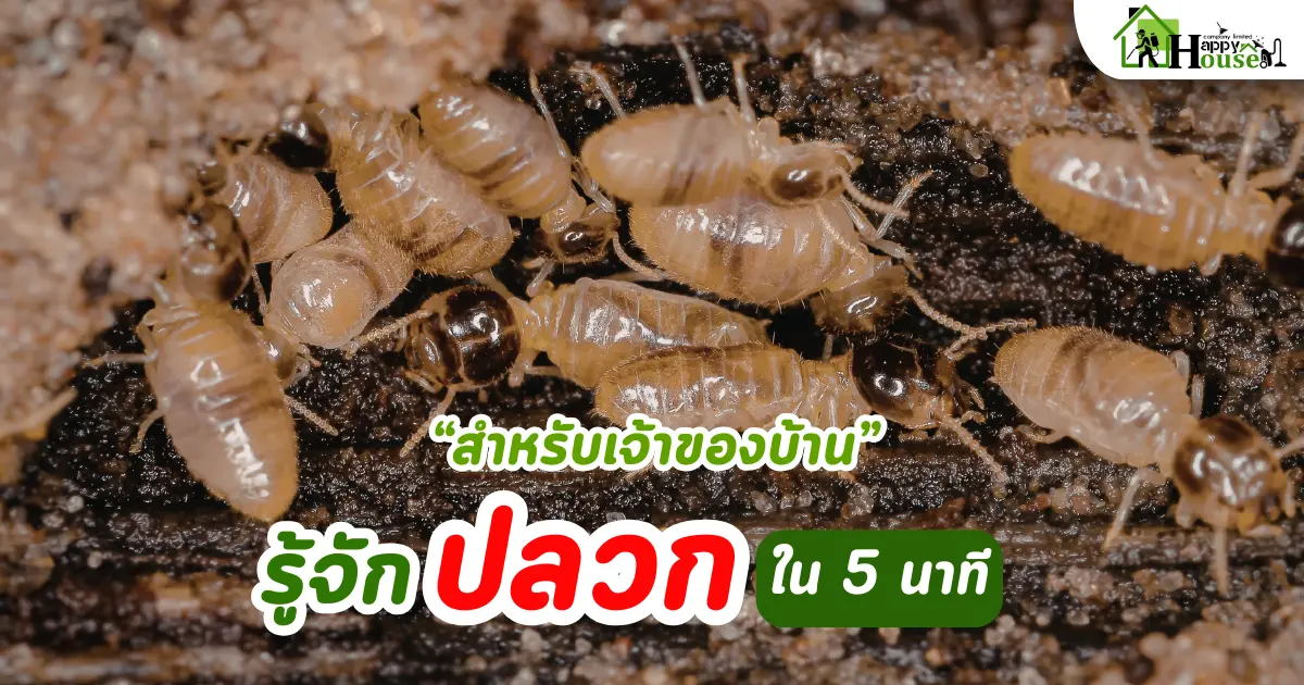 กำจัดปลวกเชียงใหม่: รู้จักปลวกใน 5 นาที สำหรับเจ้าของบ้าน