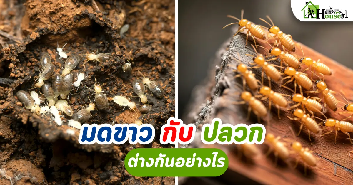 กำจัดปลวกเชียงใหม่: ปลวกกับมดขาว เหมือนหรือต่างกันอย่างไร?