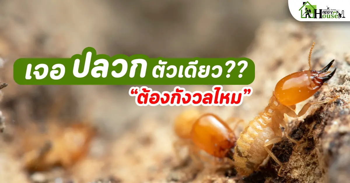 เห็นปลวกตัวเดียว ต้องกังวลไหม? | กำจัดปลวกเชียงใหม่ แนะนำโดยผู้เชี่ยวชาญ