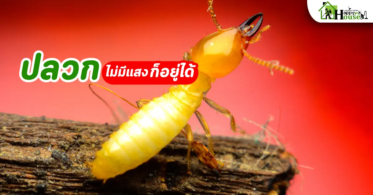 ปลวกไม่มีแสงก็อยู่ได้ยังไง  กำจัดปลวกเชียงใหม่