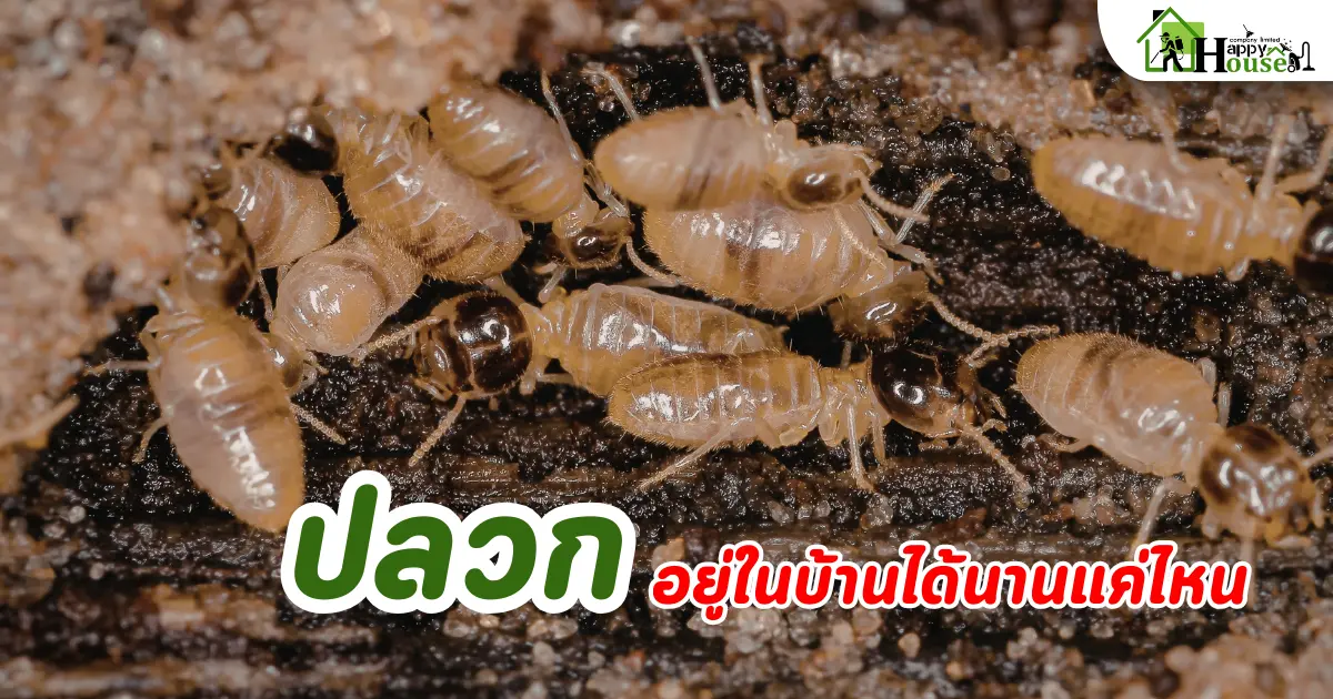 ปลวกอยู่ในบ้านได้นานแค่ไหน | กำจัดปลวกเชียงใหม่