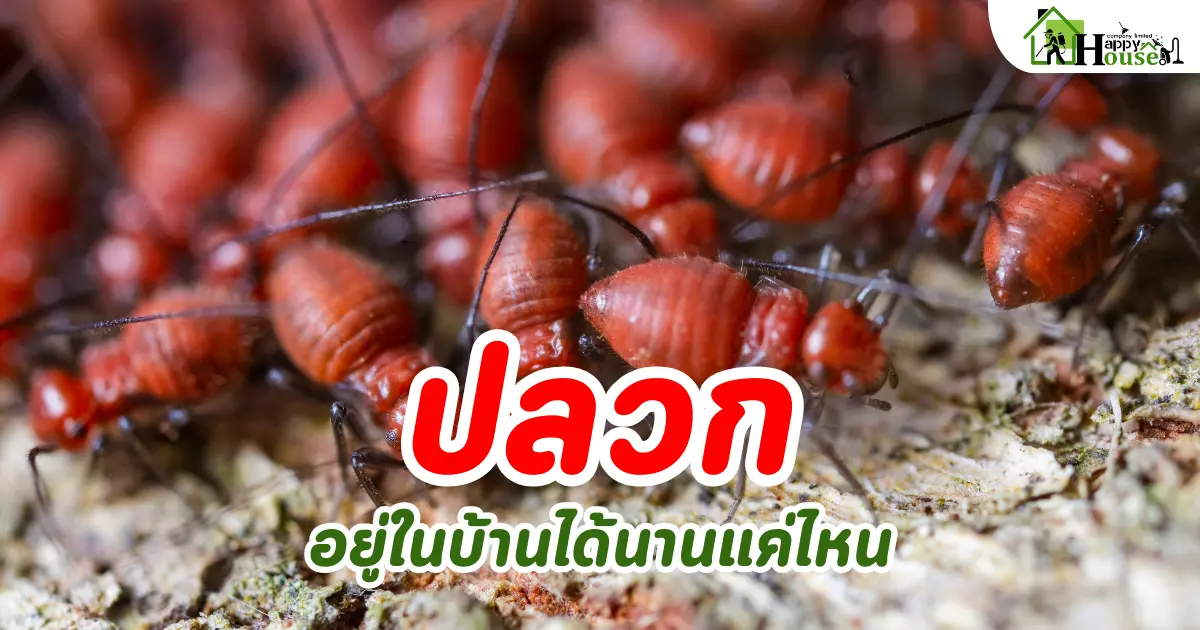 ปลวกอยู่ในบ้านได้นานแค่ไหน 