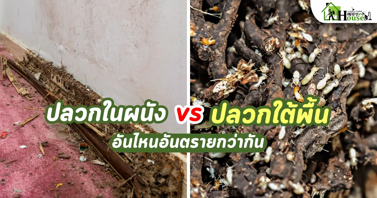 ปลวกในผนัง vs ปลวกใต้พื้น อันไหนอันตรายกว่ากัน | กำจัดปลวกเชียงใหม่