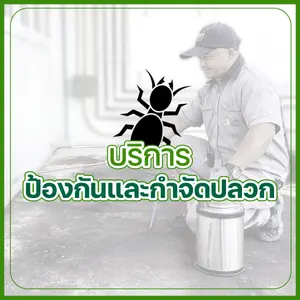 บริการป้องกันและกำจัดปลวก