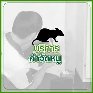 บริการกำจัดหนู