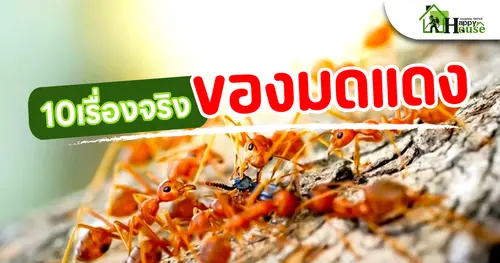 10เรื่องจริง ของมดแดง