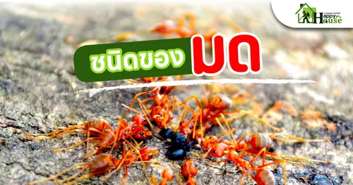 ชนิดของมด