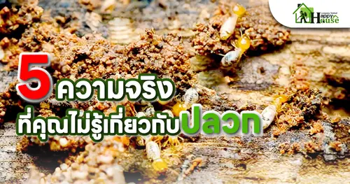 5ความจริงที่คุณไม่รู้เกี่ยวกับปลวก