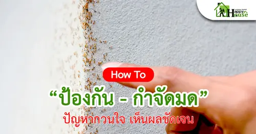 How To  "ป้องกัน - กำจัดมด"  ปัญหากวนใจ เห็นผลชัดเจน