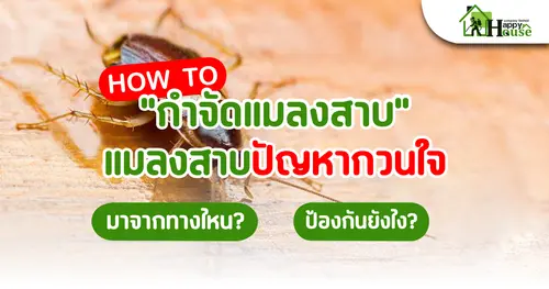 How to "กำจัดแมลงสาบ" แมลงสาบปัญหากวนใจ