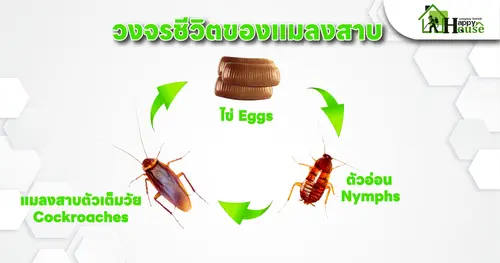 วงจรชีวิตของแมลงสาบ