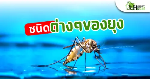 ชนิดต่างๆของยุง