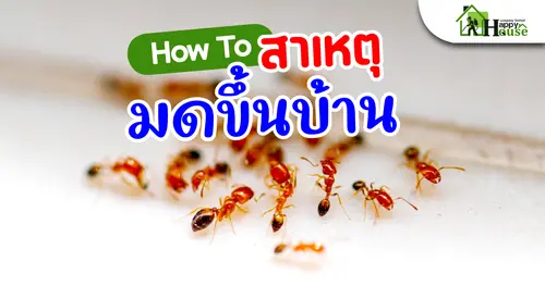 How To สาเหตุมดขึ้นบ้าน