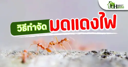 วิธีกำจัดมดแดงไฟ
