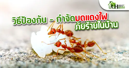 วิธีป้องกัน - กำจัดมดแดงไฟภัยร้ายในบ้าน
