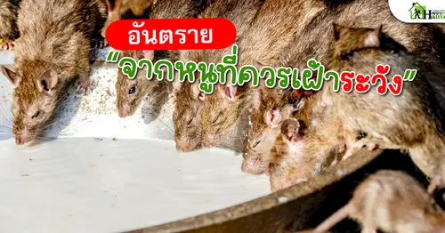 อันตราย “จากหนูที่ควรระวัง”